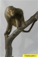 臺灣獼猴藏品圖，第9張